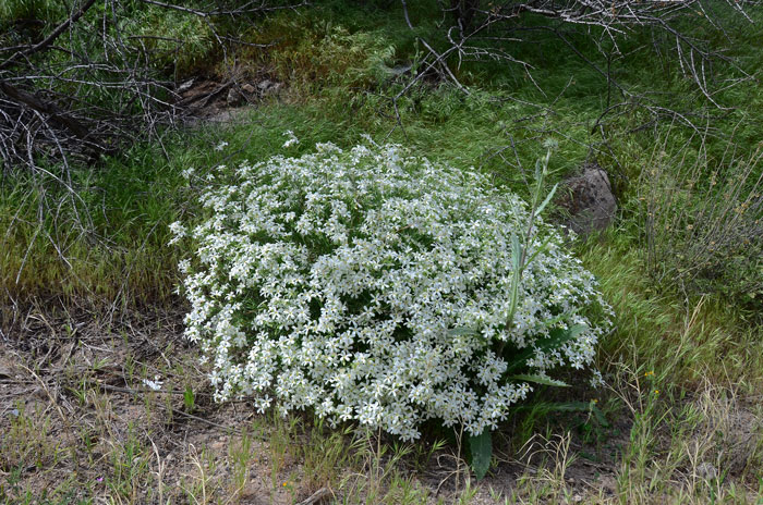 Phlox tenuifolia, Santa Catalina Mountain Phlox
